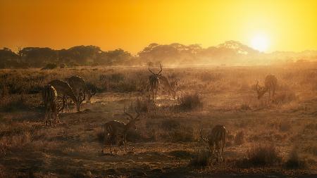 African atmosphere at sunset  A734493