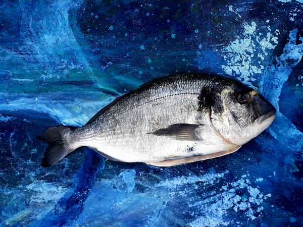 bream, fish, on canvas a jocasta shakespeare