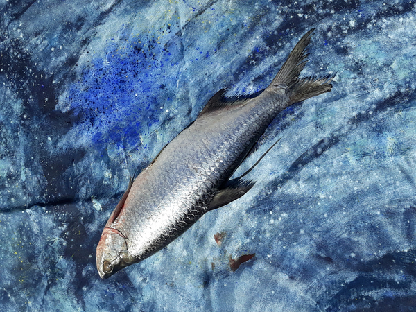 fish on canvas a jocasta shakespeare