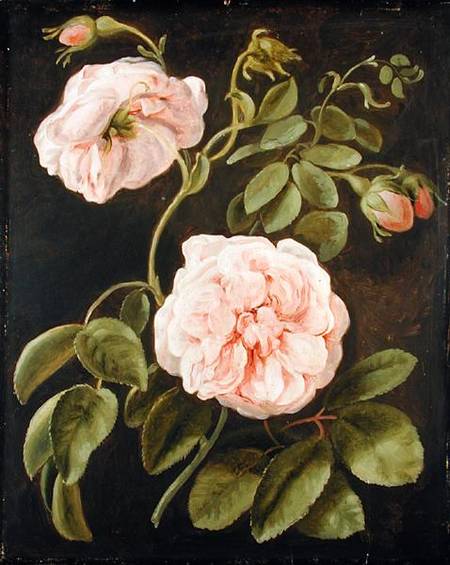Flower Study a Joh. Friedrich August Tischbein