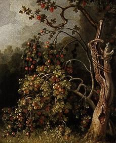 Apple tree. a Joh. Heinrich Wilhelm Tischbein