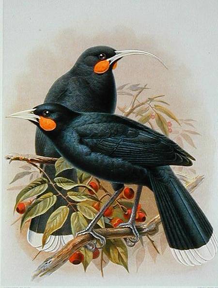 Huia, illustration from 'A History of the Birds of New Zealand' by W.L. Buller a Johan Gerard Keulemans
