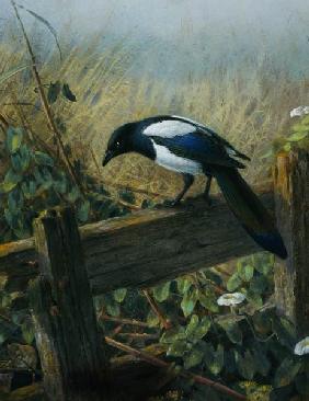 The Magpie