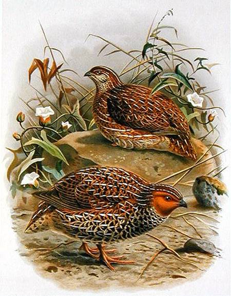 New Zealand Quail, illustration from 'A History of the Birds of New Zealand' by W.L. Buller a Johan Gerard Keulemans