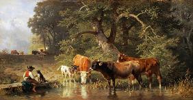 Bestiame a bagno in uno stagno nel bosco