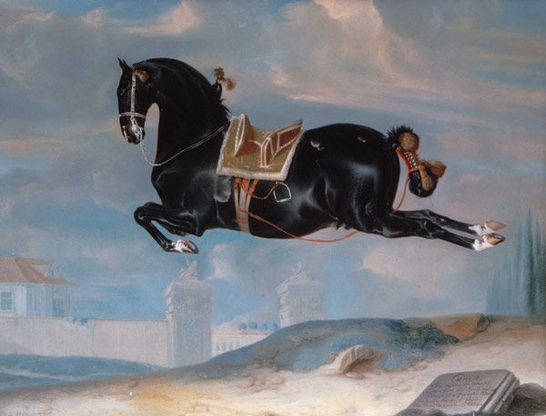 The black horse 'Curioso' performing a Capriole a Johann Georg Hamilton
