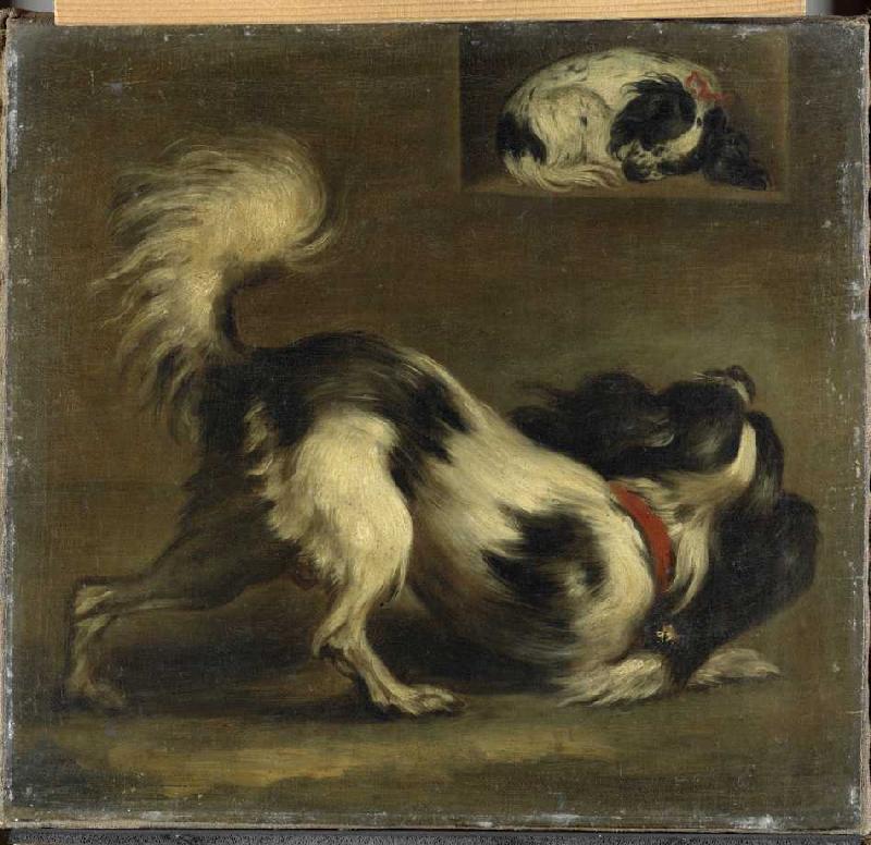 Zwei Bologneser Hunde (Kontinentale Zwergspaniel) a Johann Georg Zisenis