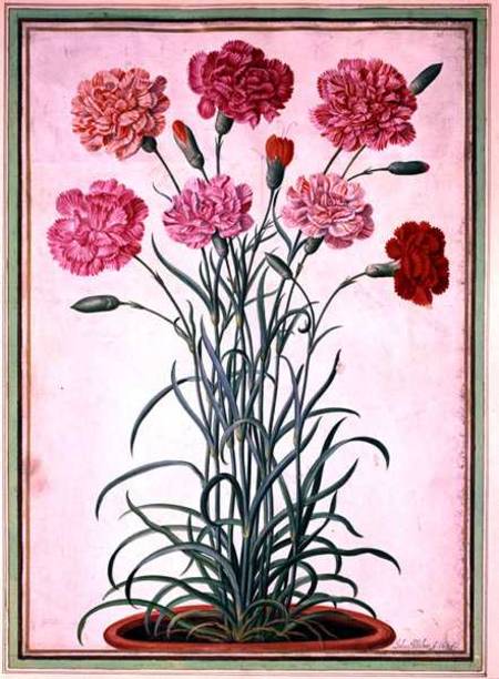 Carnations growing from a pot, plate 25 from the Nassau Florilegium  on a Johann Jakob Walther