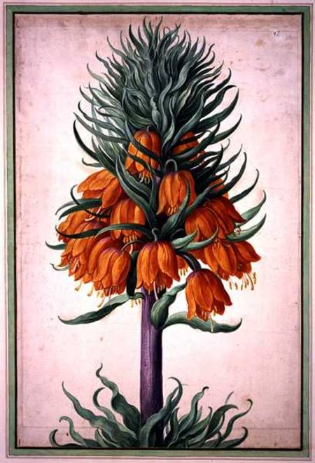 Fritillaria imperialis (crown imperial) plate 25 from the Nassau Florilegium a Johann Jakob Walther