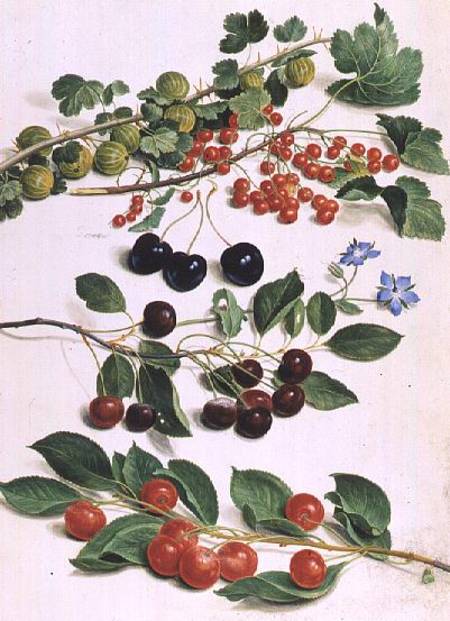 Gooseberries, Cherries and Redcurrants a Johann Jakob Walther