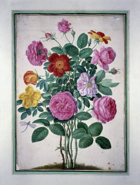 Roses, plate 4 from the Nassau Florilegium  on a Johann Jakob Walther