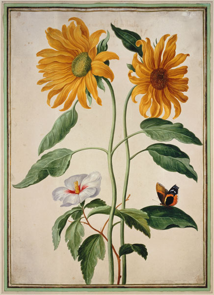 Sunflowers plate 18 from the Nassau Florilegium  on a Johann Jakob Walther