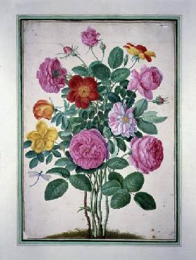 Roses, plate 4 from the Nassau Florilegium  on