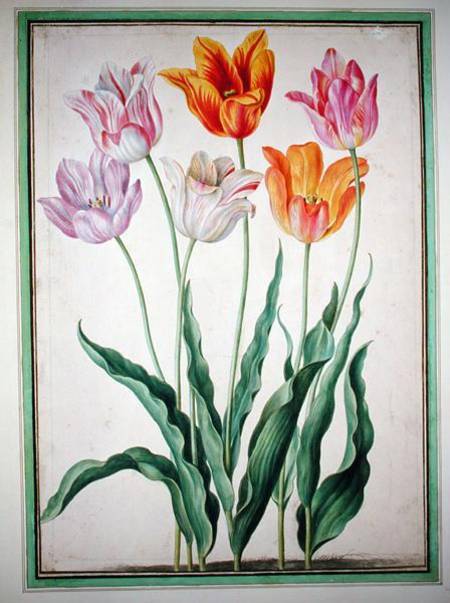Tulips, from the 'Nassau Florilegium'  on a Johann Jakob Walther