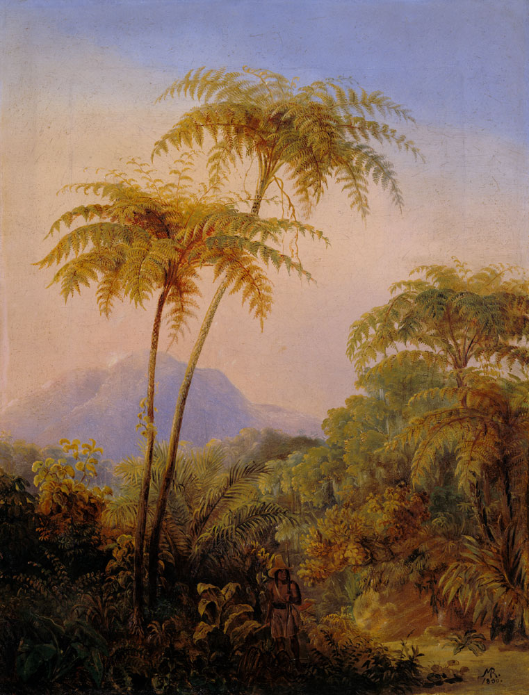 Tree fern from the Brazilian jungle. a Johann Moritz Rugendas
