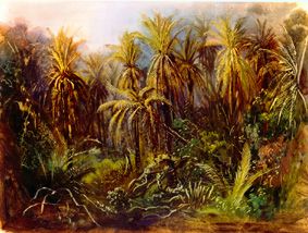 The palm woods at Manzanillo. a Johann Moritz Rugendas