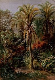 Tropical vegetation a Johann Moritz Rugendas