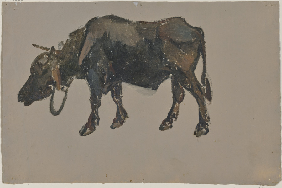 A buffalo a Johann Nepomuk Rauch