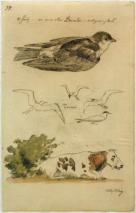 Schwalbe, Seeschwalben, liegende Kuh a Johan Thomas Lundbye