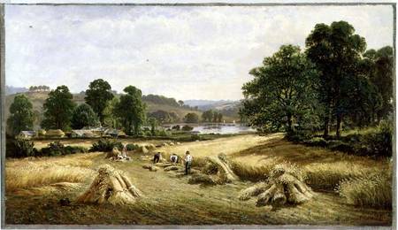 Gathering the Golden Grain near Bishopsteignton, Plymouth a John Barrett