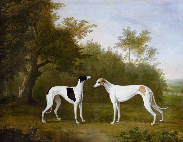 Two Greyhounds in a wooded landscape. a John Boultbee