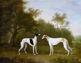 Two Greyhounds in a wooded landscape.