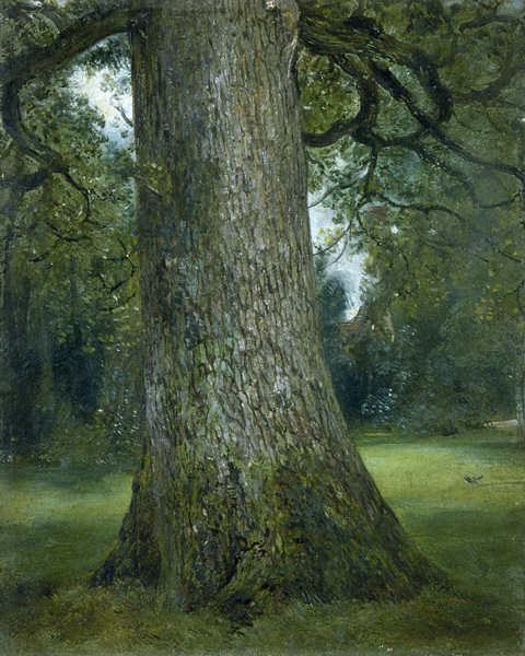 Study of the Trunk of an Elm Tree a John Constable