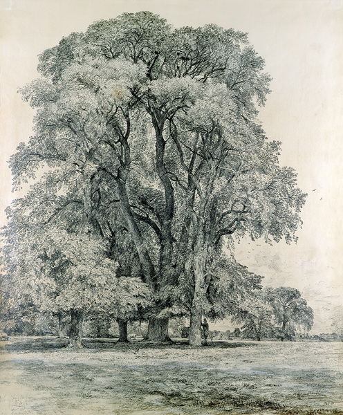 Elm trees in Old Hall Park, East Bergholt a John Constable