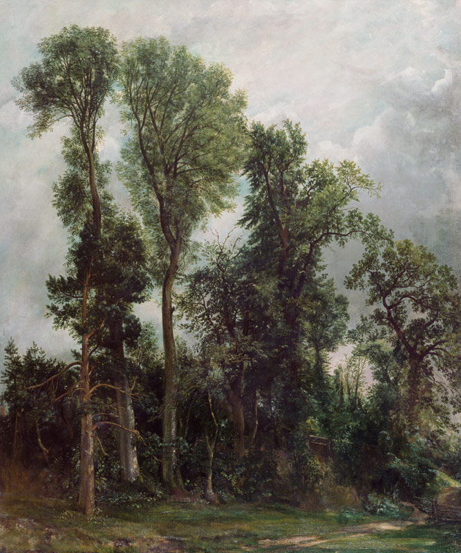 Trees at Hampstead a John Constable