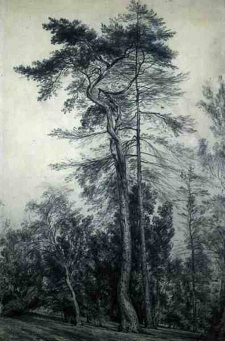 Fir Trees a John Constable