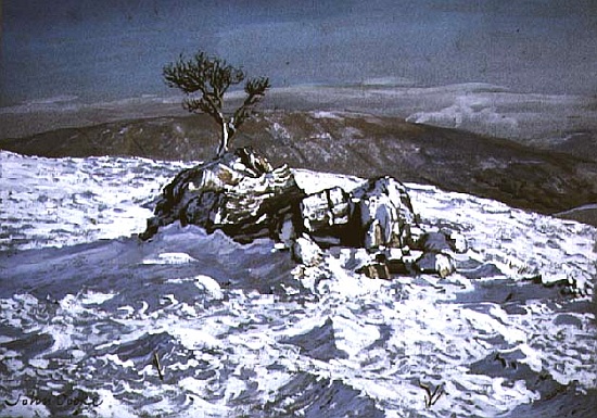 Barbondale Tree, Barbon, nr Kirby Lonsdale, Cumbria a John  Cooke