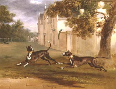 The Earl of Brownlow's two Bull Terriers, 'Nelson' and 'Argo' a John E. Ferneley il Giovane