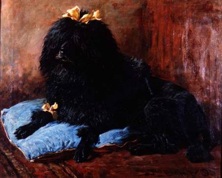 A Black Standard Poodle on a blue cushion a John Emms