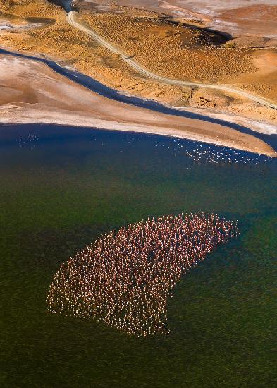 Flamingos on the Lake