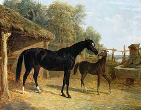 Levity, the property of J.C.Cockerill Esq., with her foal Queen Elizabeth, the property of Lord Dorc