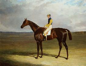 Mr. M. Stanley's 'Crutch' on Newmarket Heath