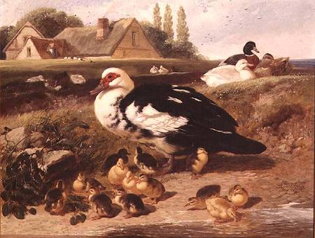 Ducks and Ducklings a John Frederick Herring il Giovane