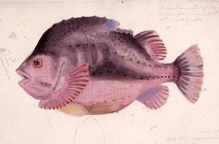 Fish a John George Sowerby