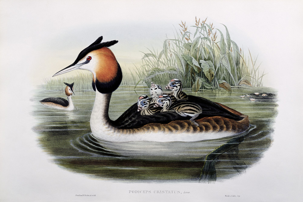 Great Crested Grebe (Podiceps Cristatus) (hand coloured litho) a John Gould