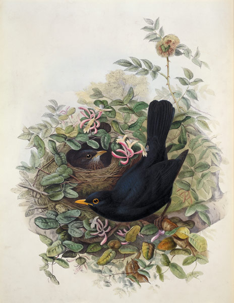 Blackbird, 1873 (pencil, w/c on a John Gould