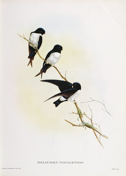 Delichon nipalensis a John Gould