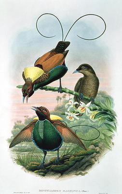 Diphyllodes Magnificus (colour litho) a John Gould