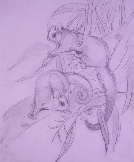 Gliding Possums (pencil) a John Gould