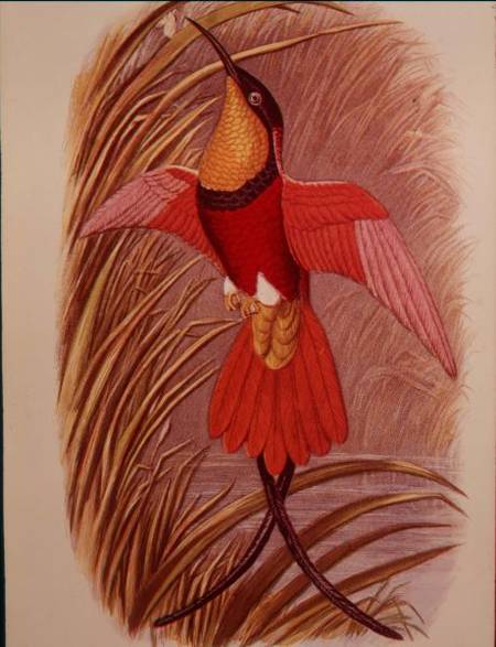 Humming Bird: Crimson Topaz, plate 23 from 'Cassell's Book of Birds' a John Gould