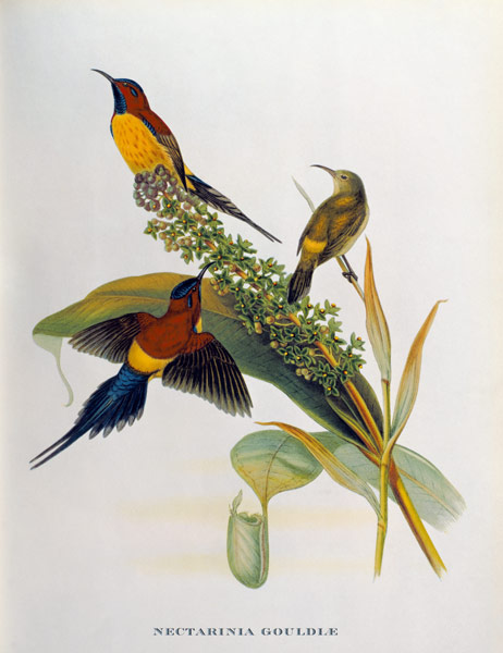 Nectarinia Gouldae from 'Tropical Birds' a John Gould