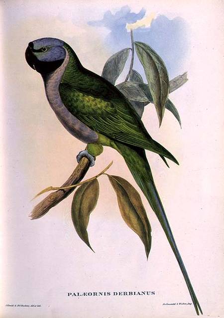 Parakeet: Palaeornis Derbianus a John Gould