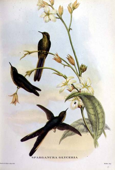 Sparganura Glyceria: from 'Tropical Birds' a John Gould