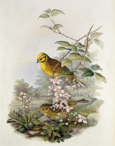 Yellowhammer, 1873 (pencil, w/c on a John Gould