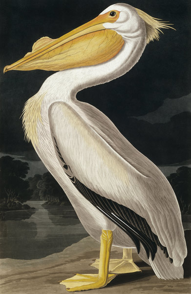 Pellicano Bianco d'America, estratto da Birds of America', di Robert Havell (1793-1878) a John James Audubon
