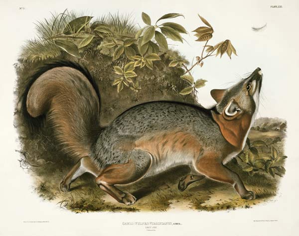 Canis (Vulpes) Virginianus (Grey Fox), plate 21 from 'Quadrupeds of North America', engraved by John a John James Audubon